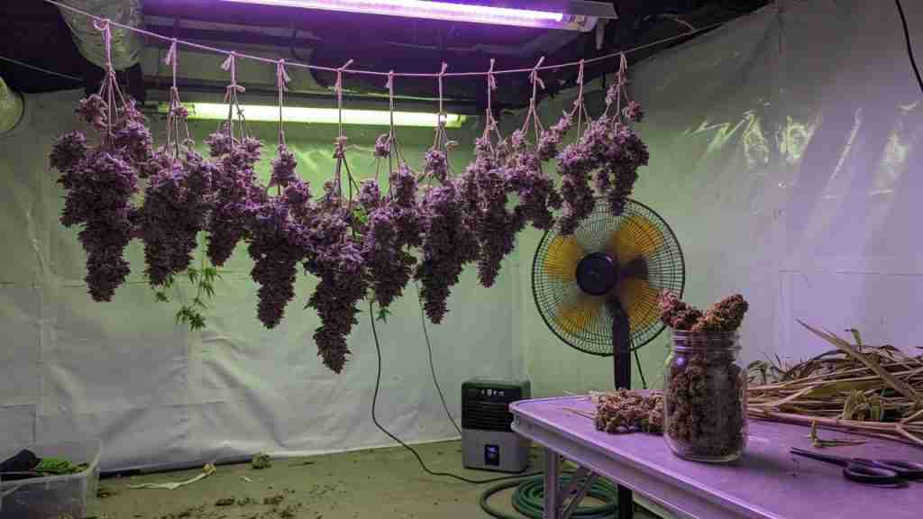 Harvested cannabis colas hanging to dry beside a jar of trimmed flower