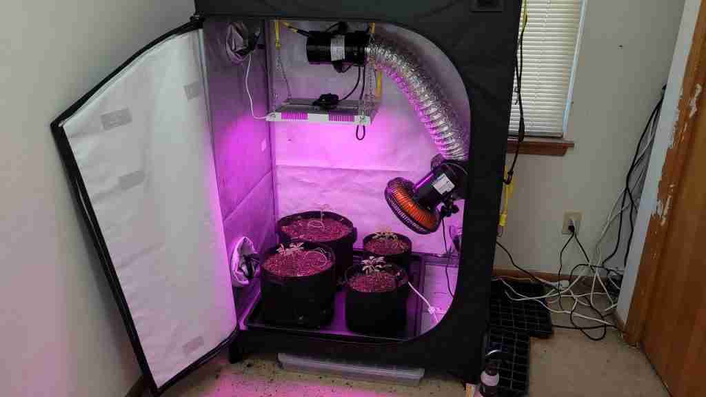 Open indoor grow tent with LED, fabric pots, ducting and a clip fan in a spare room