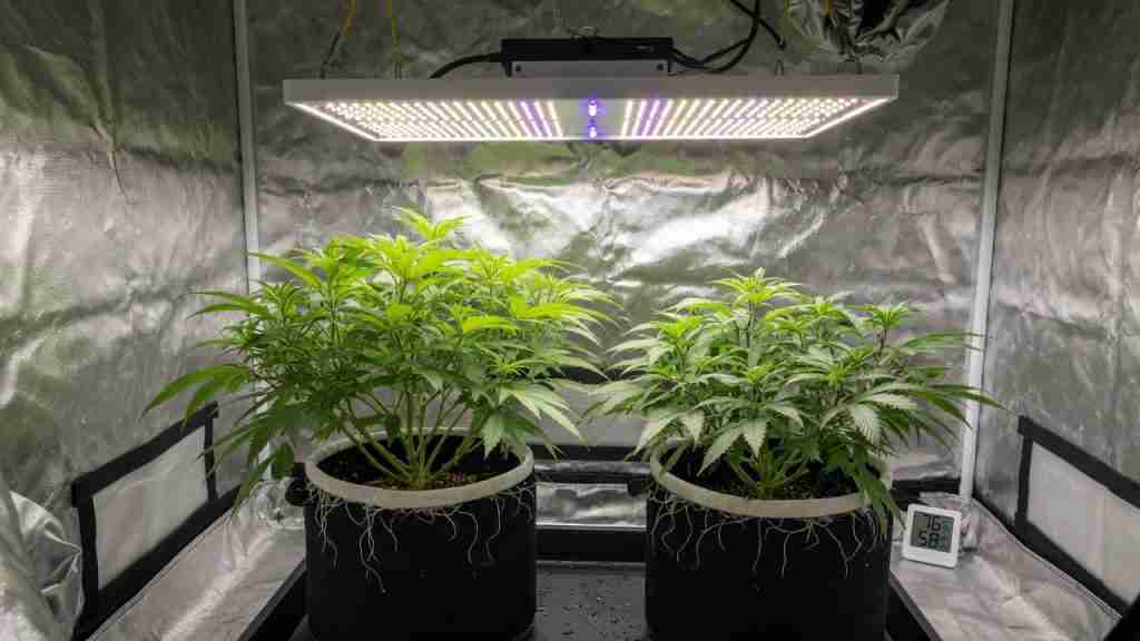 White LED hanging over two vegetative cannabis plants in fabric pots inside a tent