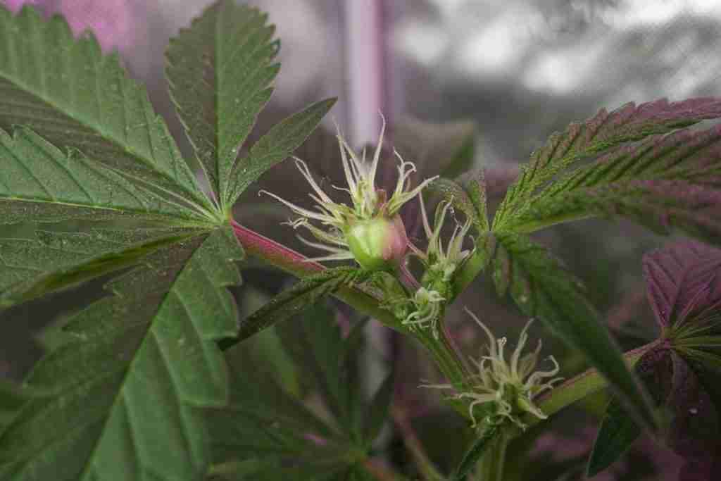 First white pistils and small calyxes at a cannabis node in early flower