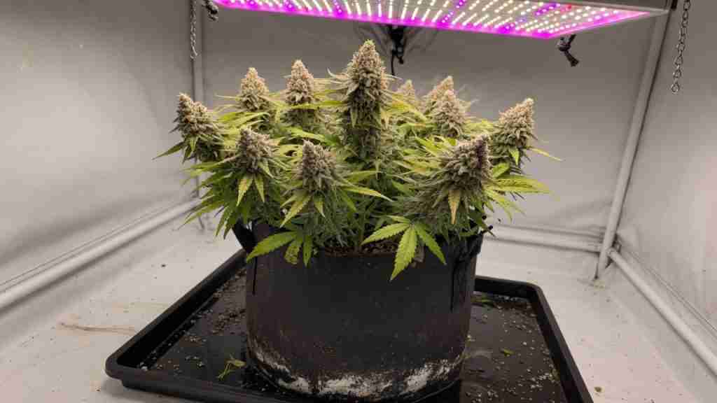 Flowering cannabis in a five-gallon fabric pot with dense buds under an LED