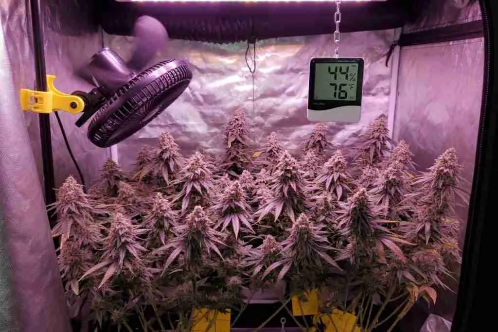 Hygrometer reading 44 percent humidity over a late-flower cannabis canopy in a grow tent