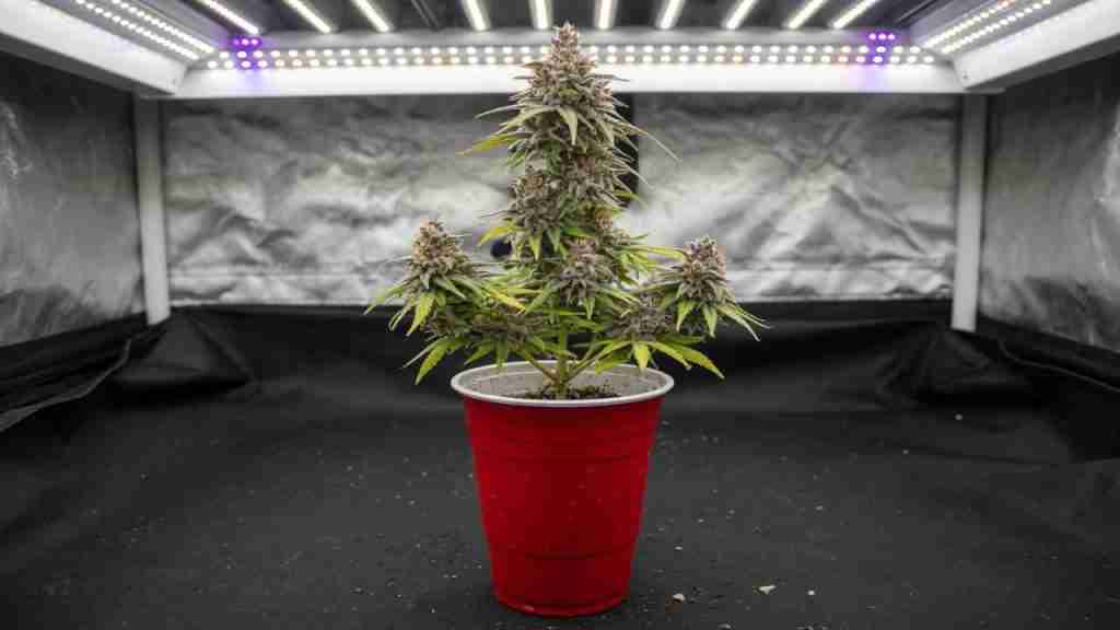 Flowering cannabis plant grown in a red 16-ounce party cup under LED in a grow tent