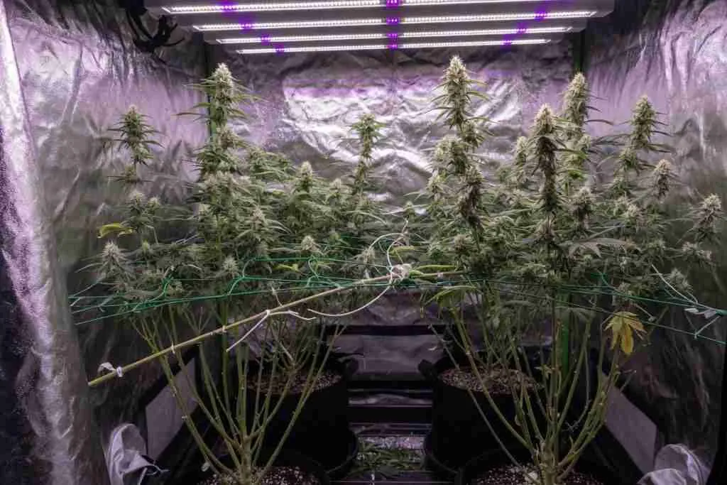 Flowering cannabis plants stretching toward LED bars with a trellis net in a grow tent