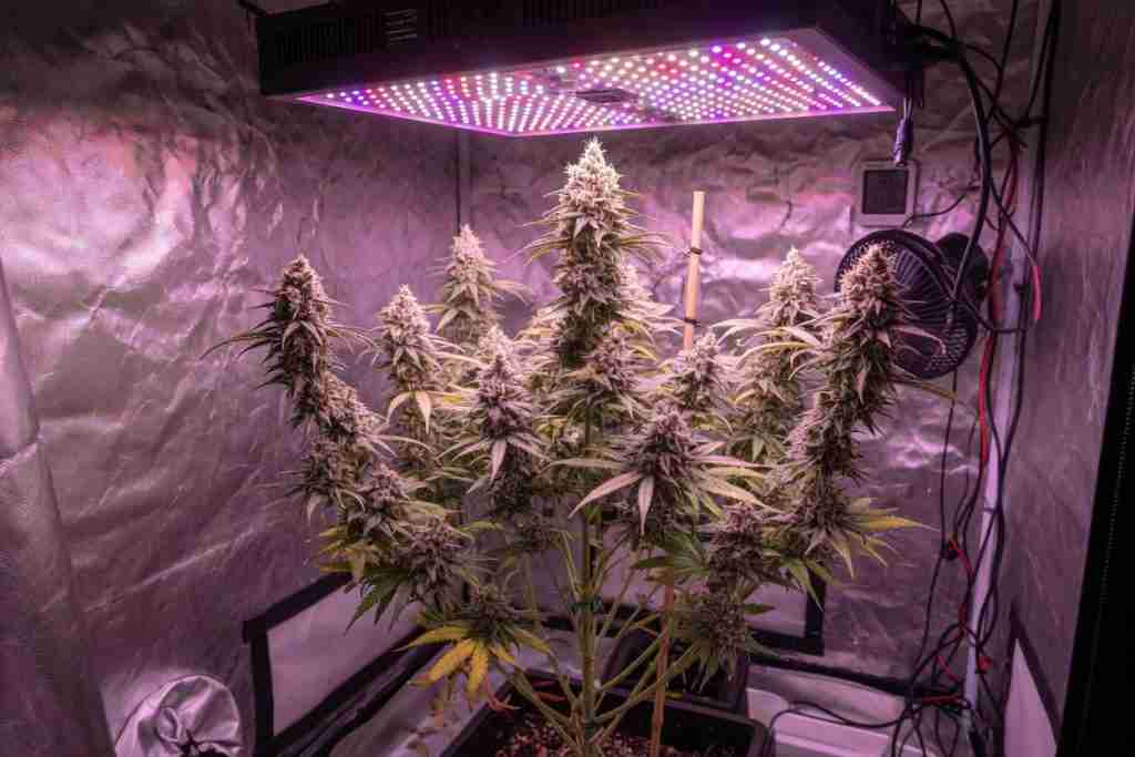 Flowering cannabis plant with multiple colas under a hanging LED grow light