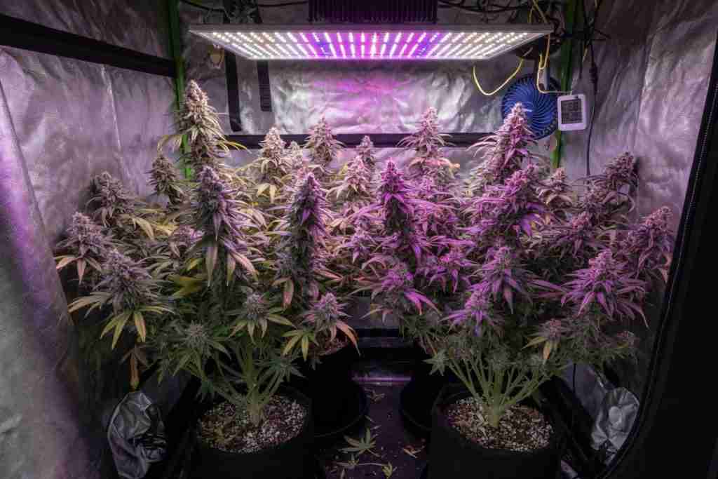 Flowering feminized cannabis plants with dense colas inside a home grow tent