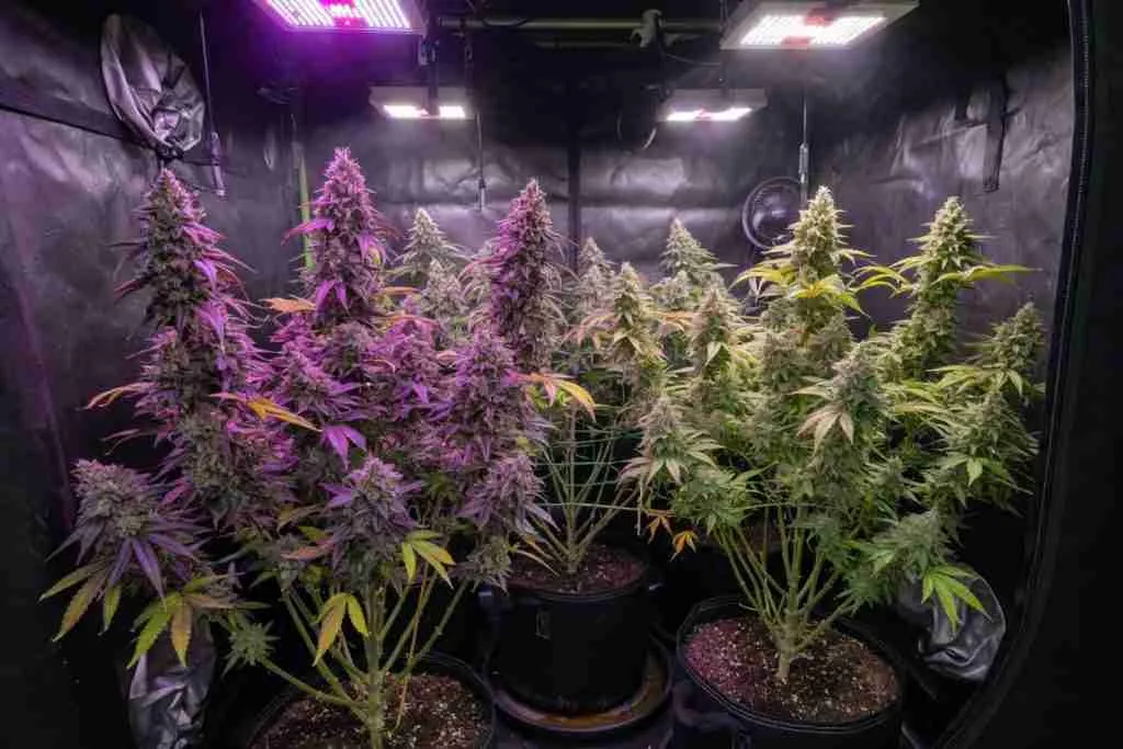 Flowering cannabis plants with dense colas inside a home grow tent