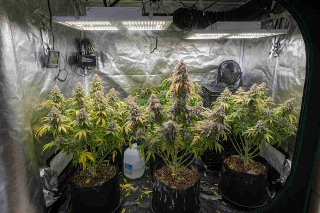 Flowering feminized cannabis plants with dense colas inside a home grow tent