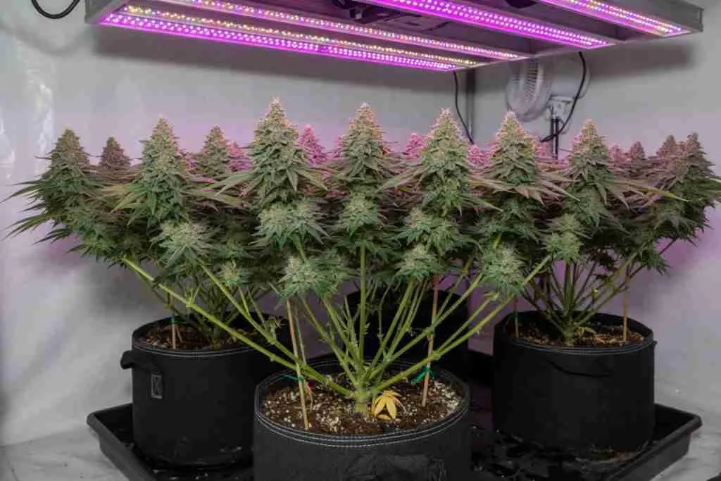 Flowering cannabis with multiple even colas at the same height after LST