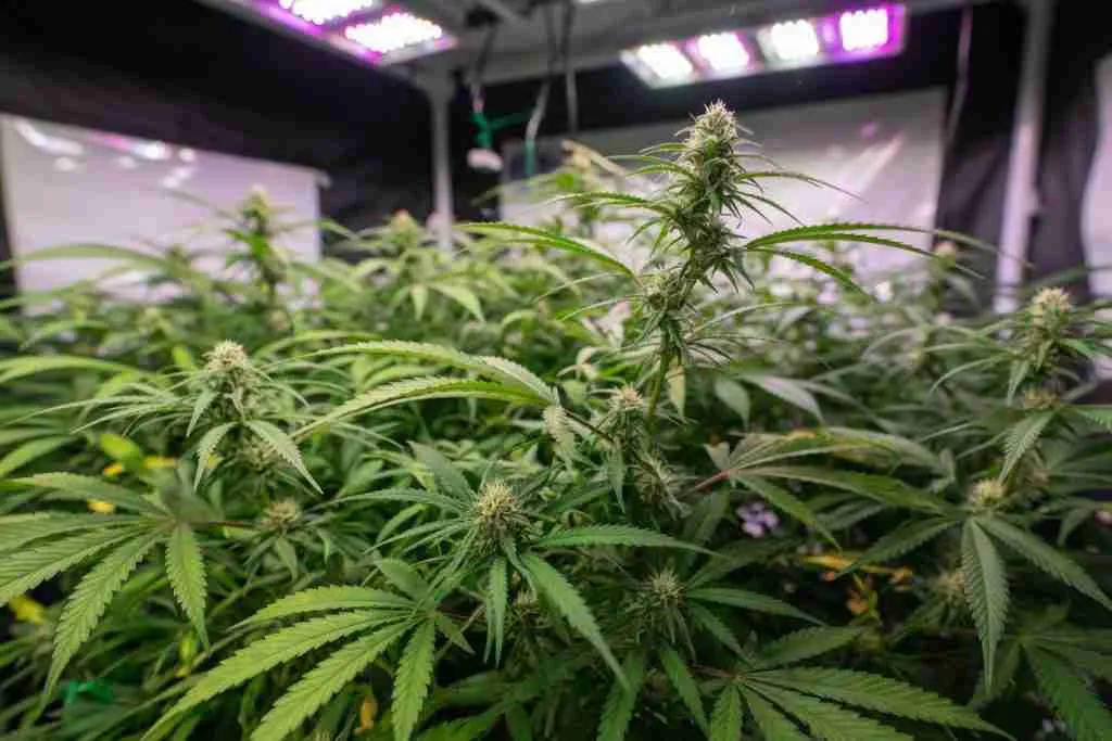 Flowering photoperiod cannabis canopy under indoor LEDs