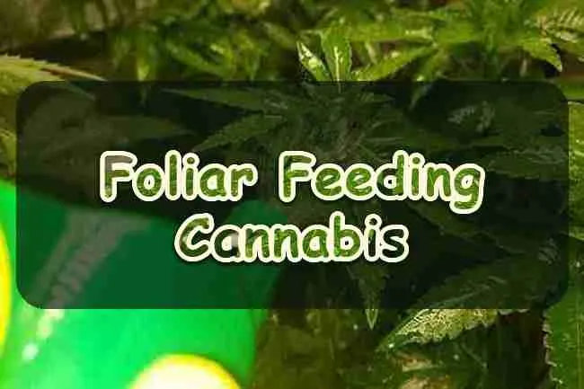 Foliar Feeding Cannabis