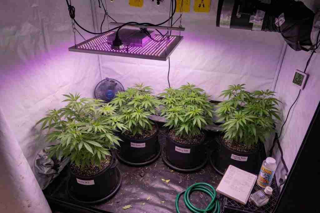Four vegetative cannabis plants in fabric pots under an LED in a grow tent