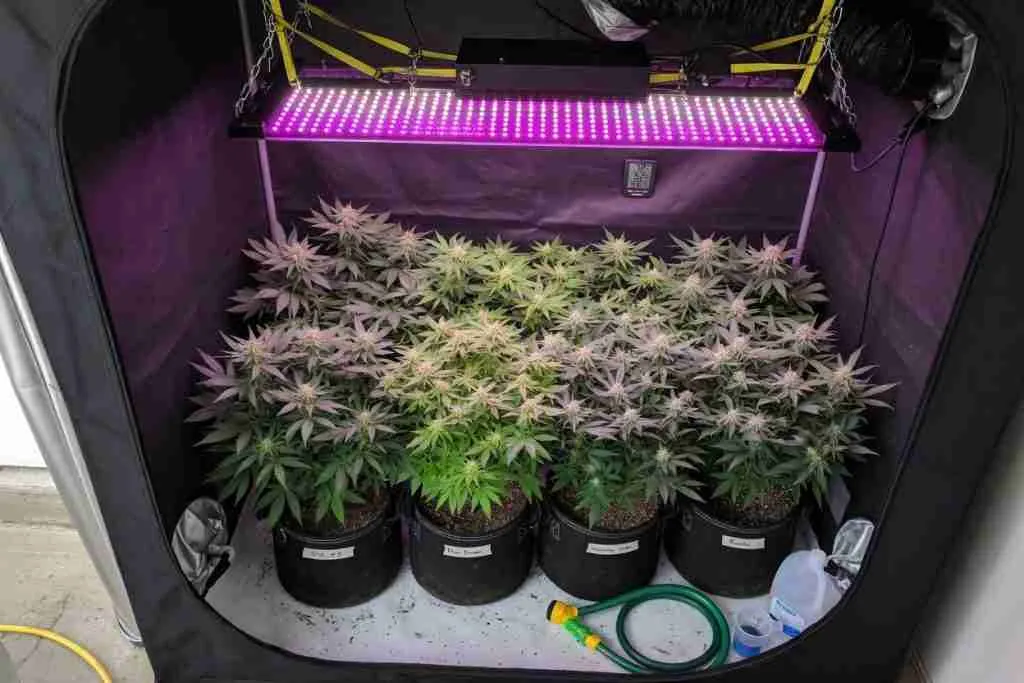 Four cannabis plants filling a small indoor grow tent