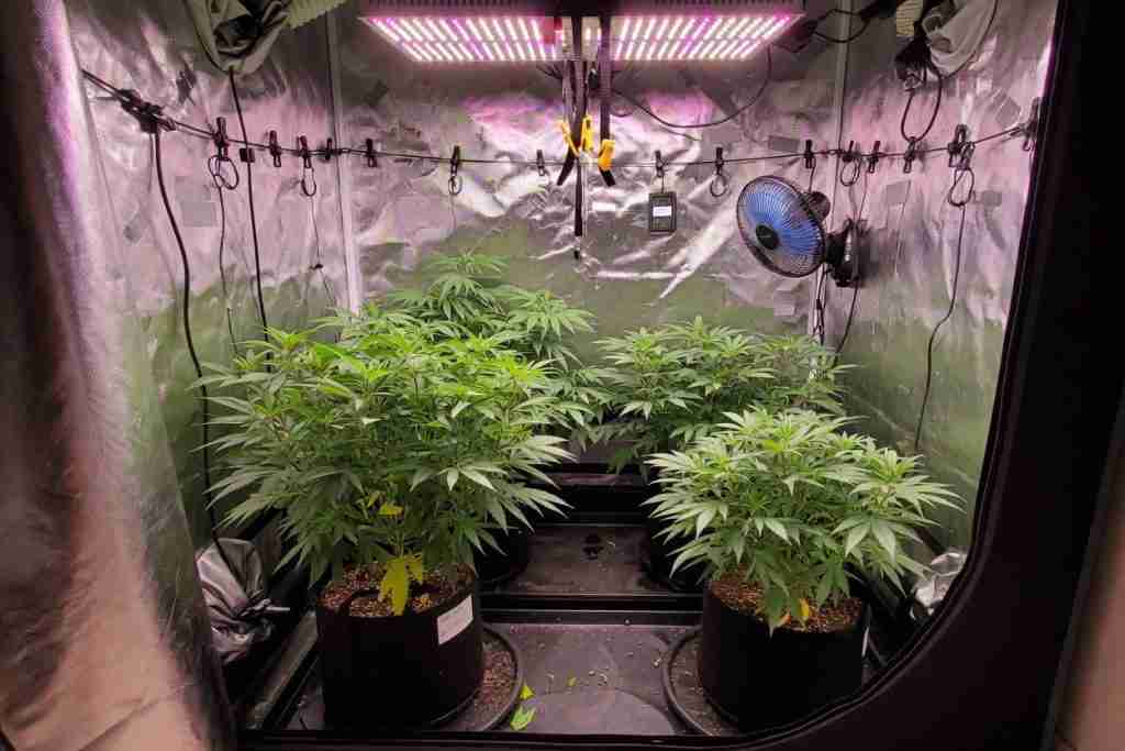 Four vegetative cannabis plants in fabric pots inside a reflective grow tent under LED