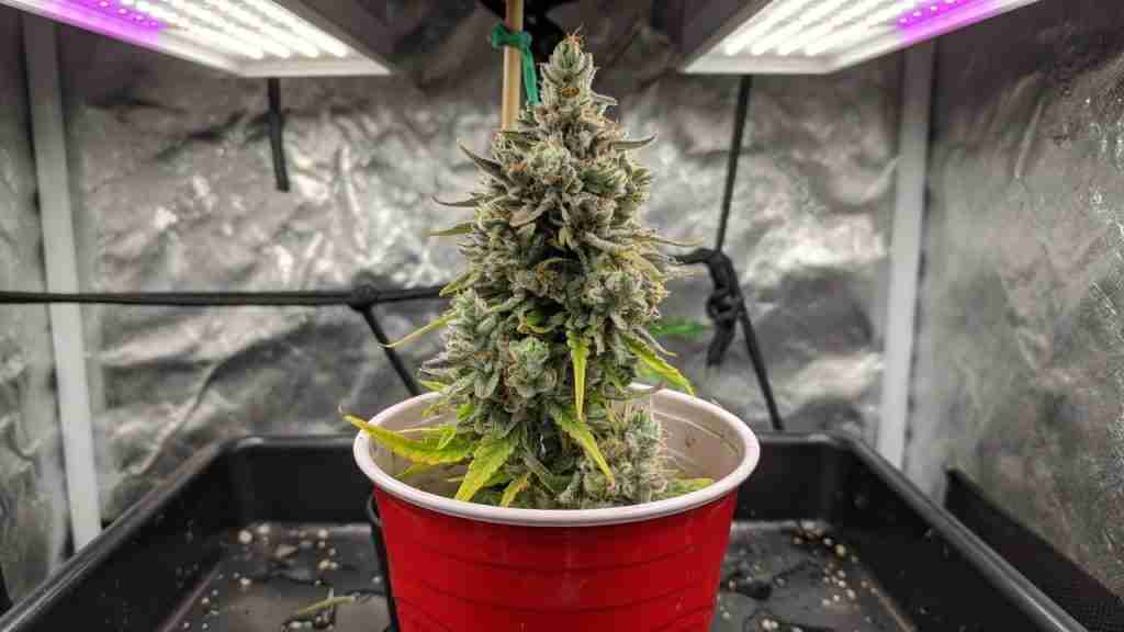 Dense frosty cannabis cola flowering in a red party cup under LED light