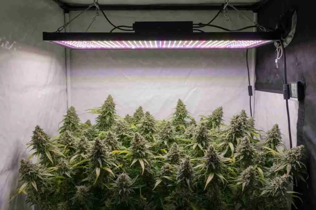 Flowering cannabis plants filling a grow tent under a full-spectrum LED bar fixture