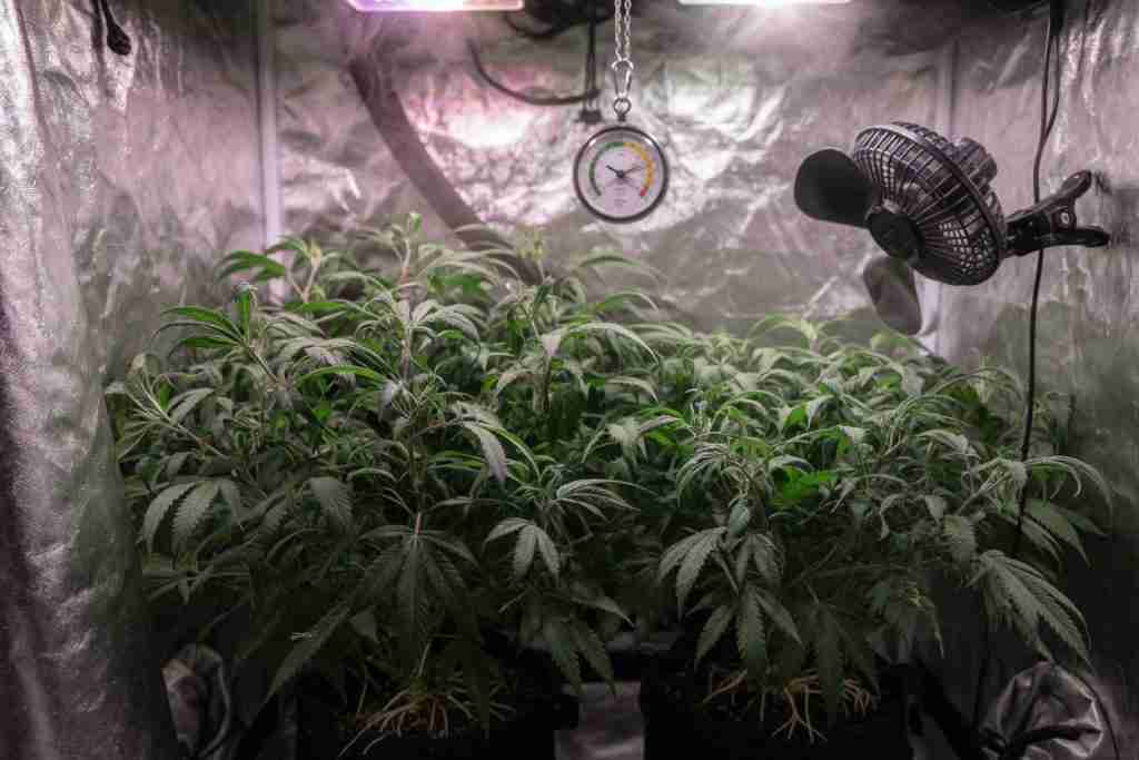 Fungus gnats over wet cannabis soil with yellowing lower leaves