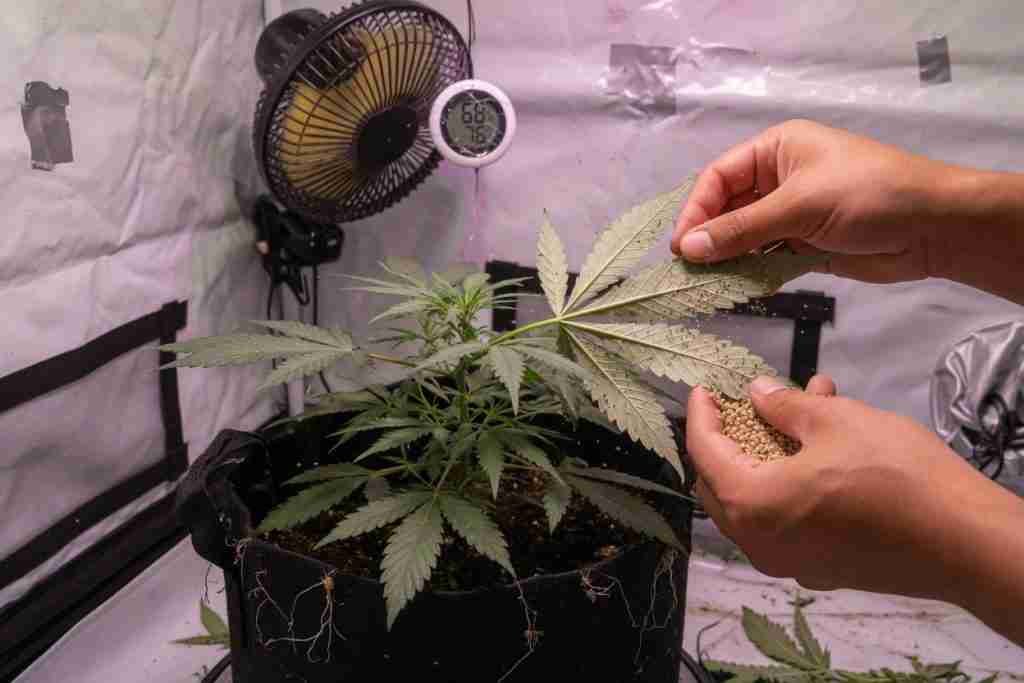 Insulated garage with a cannabis grow tent exhausting through ducting