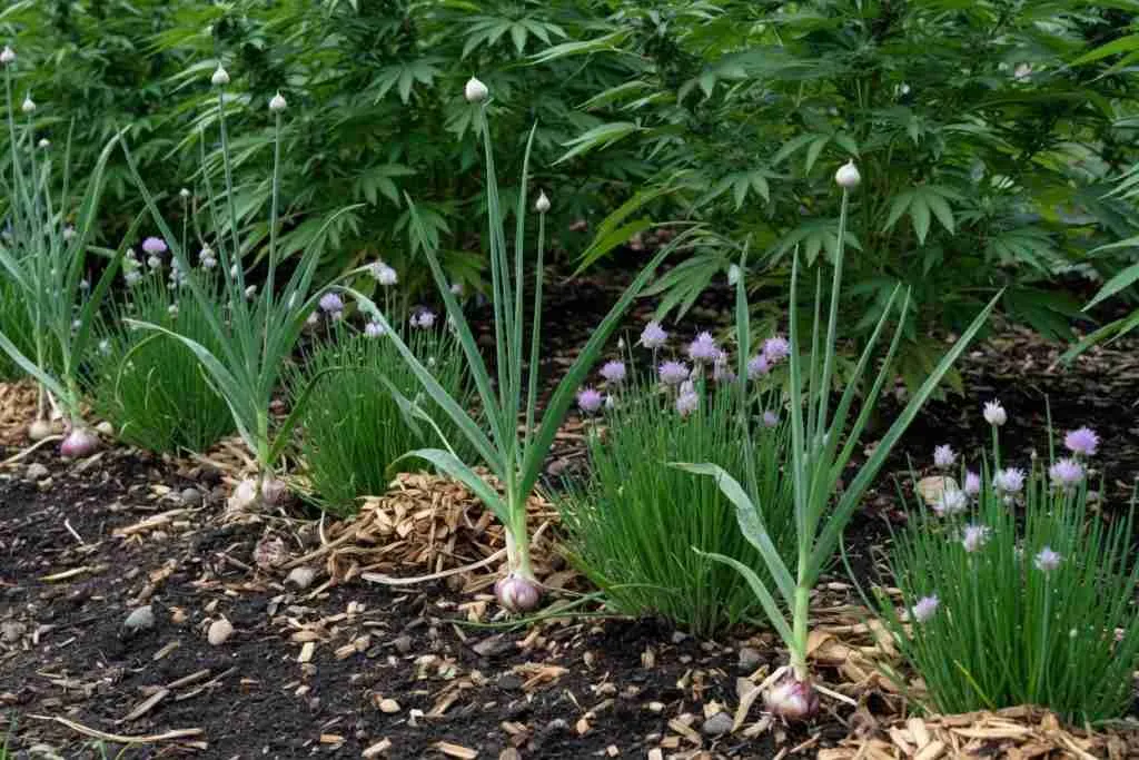 Garlic and flowering chives planted as a border in front of cannabis