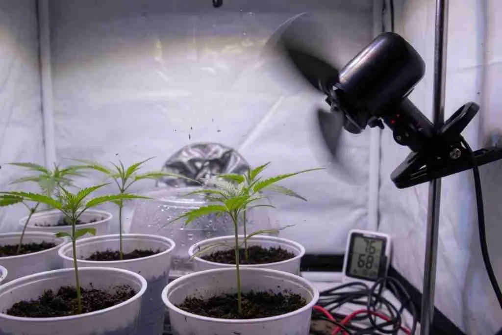 Small fan moving gentle air around young cannabis seedlings