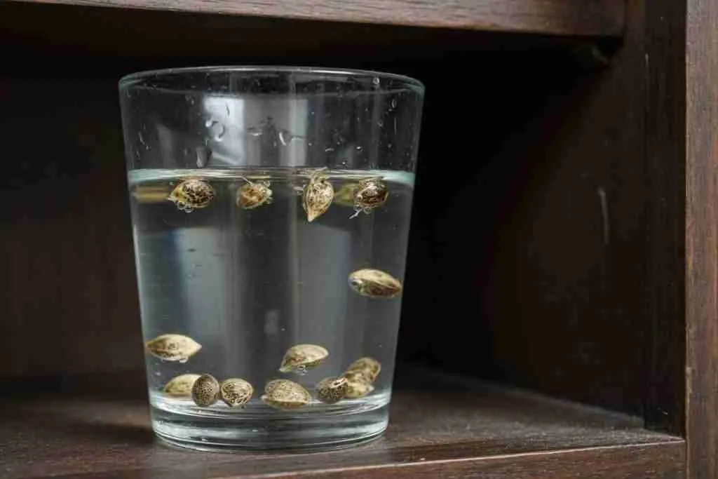 Cannabis seeds soaking in a clear glass of water, some floating and some sunk