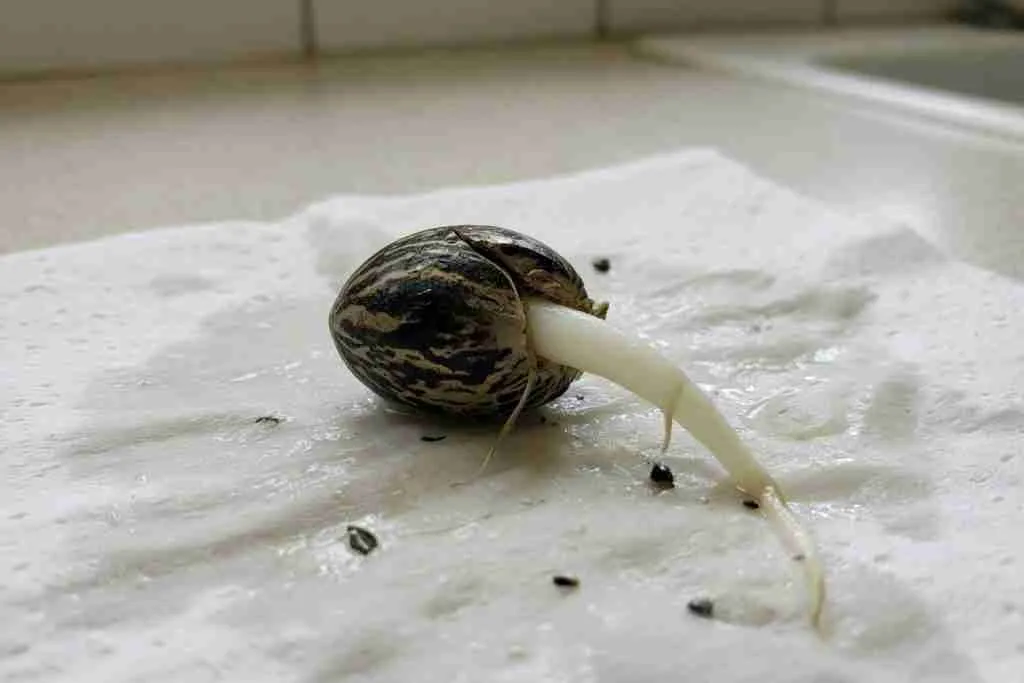 Germinated cannabis seed with a white taproot on a damp paper towel