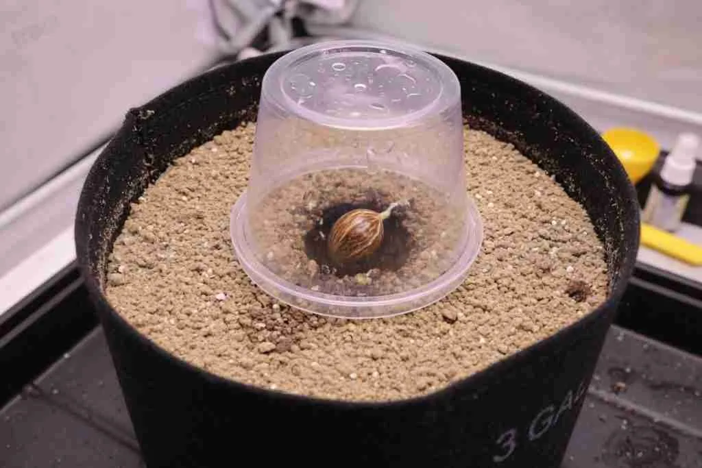 Autoflower cannabis seed started in the center of a fabric pot under a humidity cup