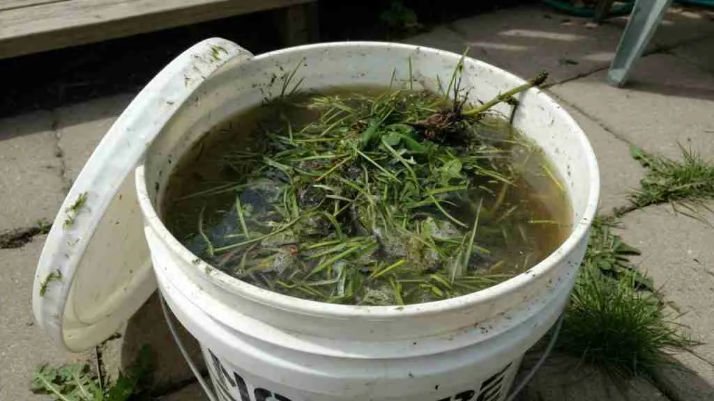 Bucket of grass and weeds soaking in water to make nitrogen tea