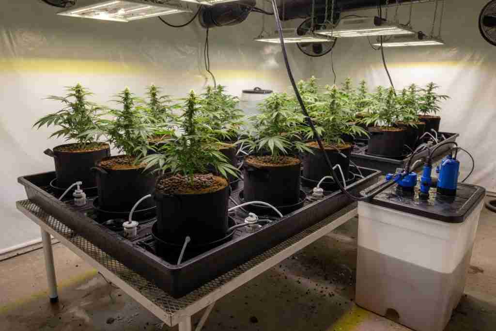 Gravity-fed hydroponic trays of cannabis plants in fabric pots under LED lights