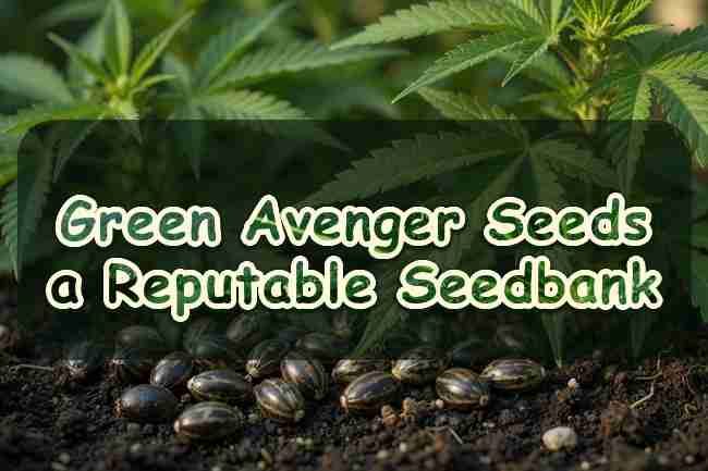 Green Avenger Seeds a Reputable Seedbank