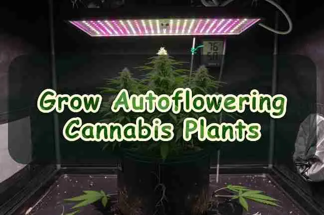 Grow Autoflowering Cannabis Plants