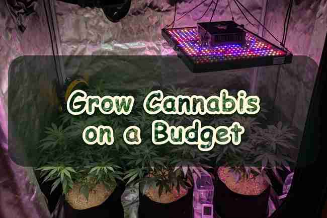 Grow Cannabis on a Budget