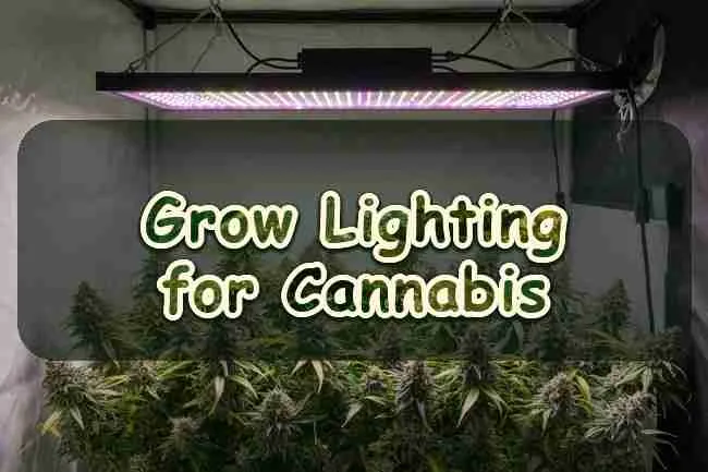 Grow Lighting for Cannabis