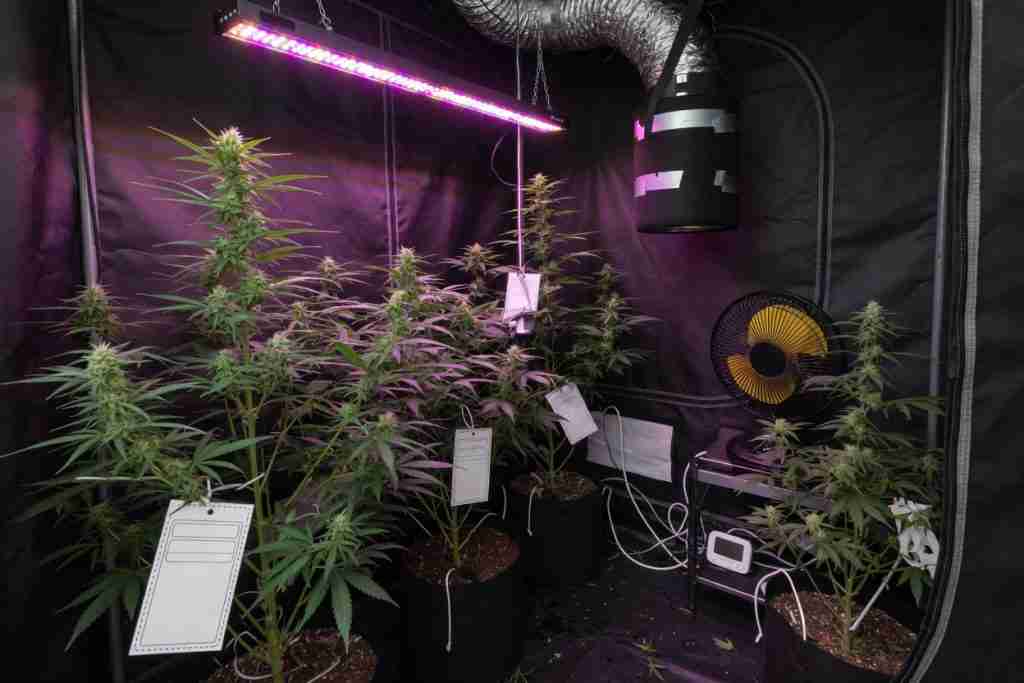 Indoor grow tent with photoperiod cannabis plants under LED lights