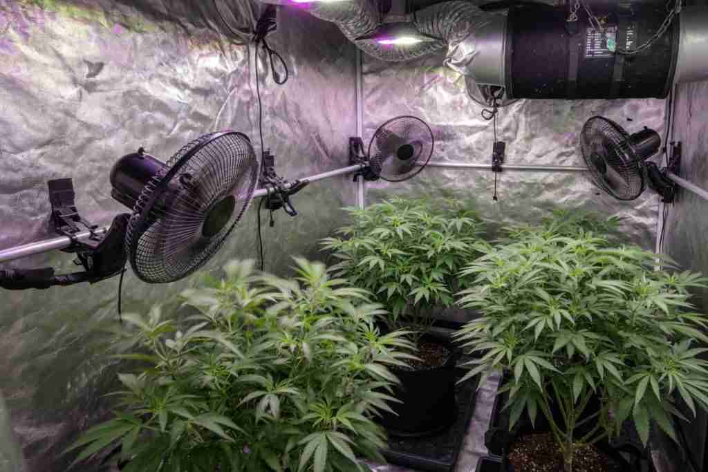 Clip fans and carbon filter moving air across vegetative cannabis plants in a grow tent