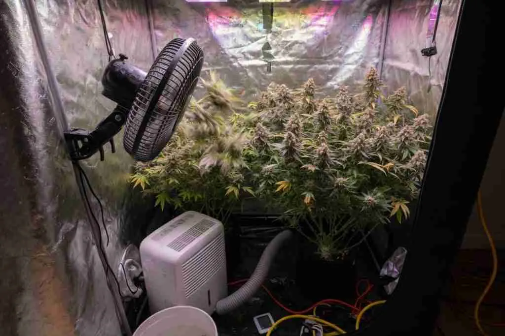 Flowering cannabis in a grow tent with a clip fan moving air through the canopy and a dehumidifier on the floor