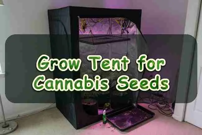 Grow Tent for Cannabis Seeds