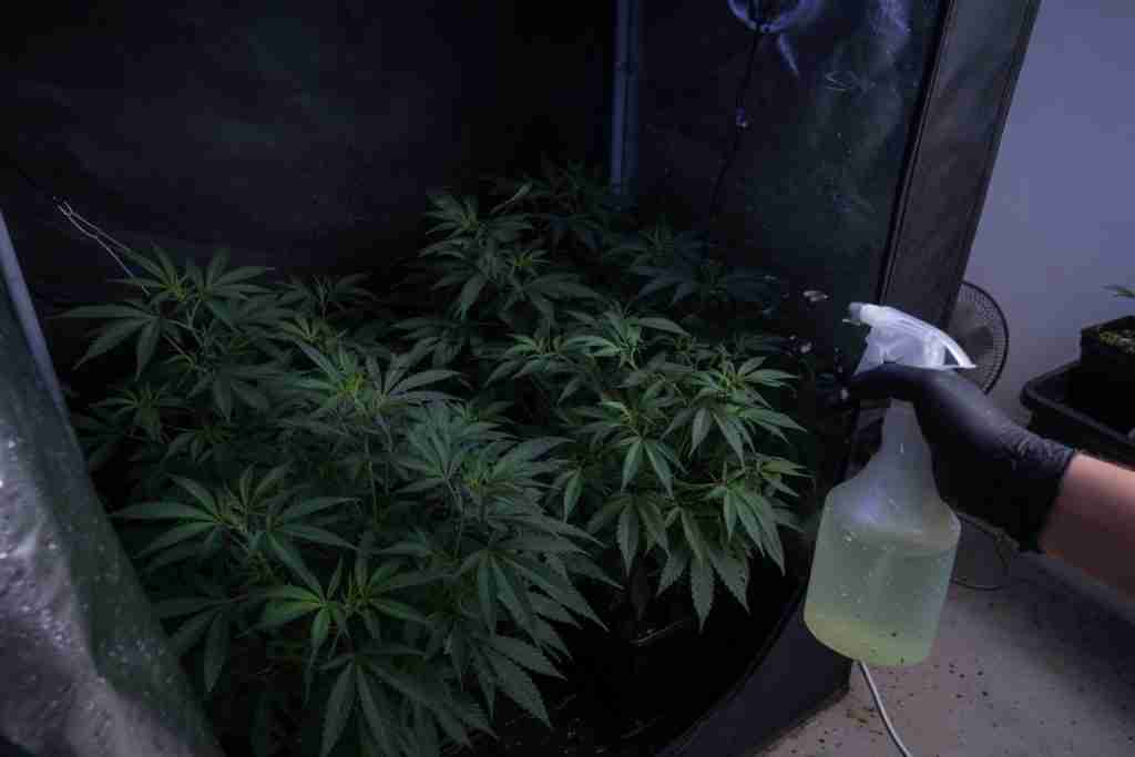 Grow tent with lights off and a spray bottle near vegetative cannabis plants