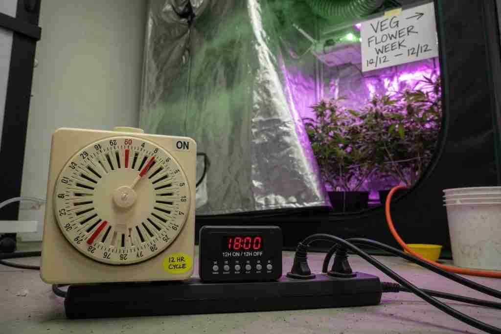 Grow-tent light timer set for a 12/12 flowering schedule