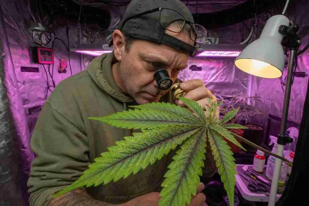 Grower examining a colorful cannabis leaf with a loupe