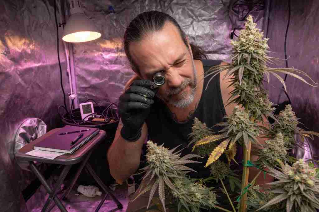 Grower checking a flowering cannabis plant with a loupe