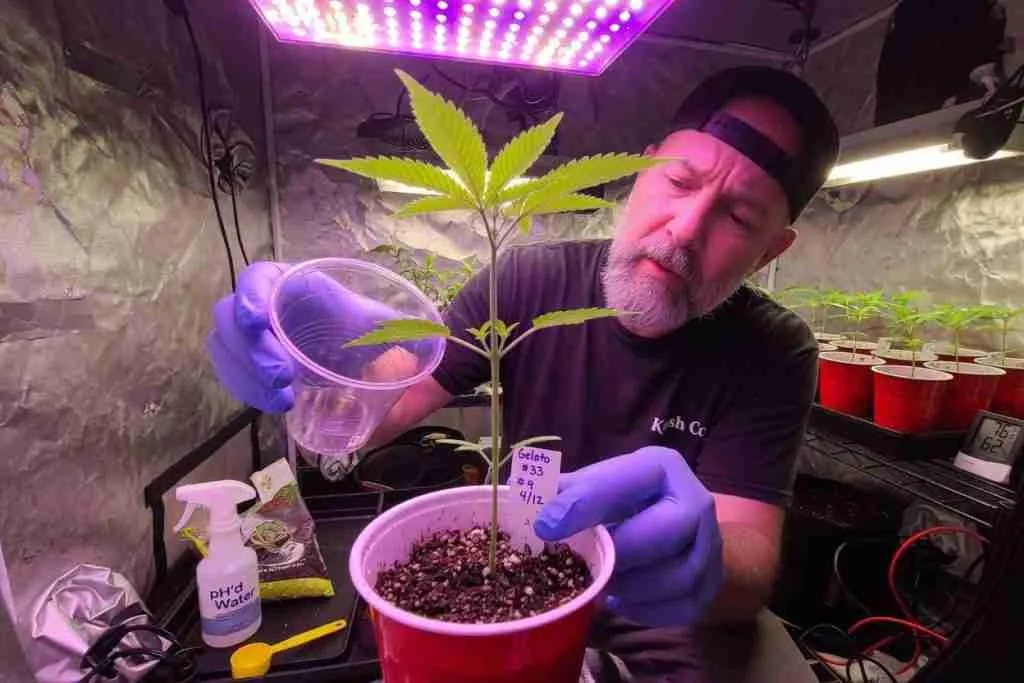 Grower inspecting a healthy cannabis seedling in a home grow tent