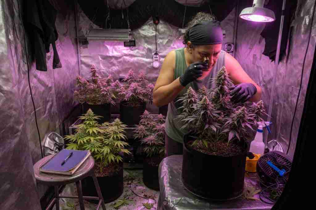 Grower examining a flowering cannabis plant with a jeweler loupe