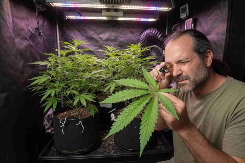 Grower inspecting a cannabis fan leaf with a jeweler loupe in a home tent