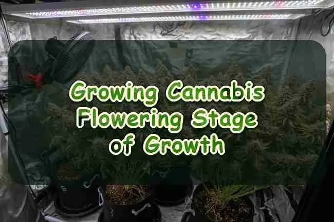 Growing Cannabis Flowering Stage of Growth