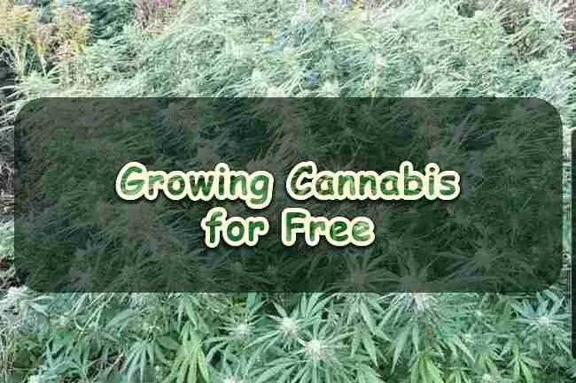 Growing Cannabis for Free