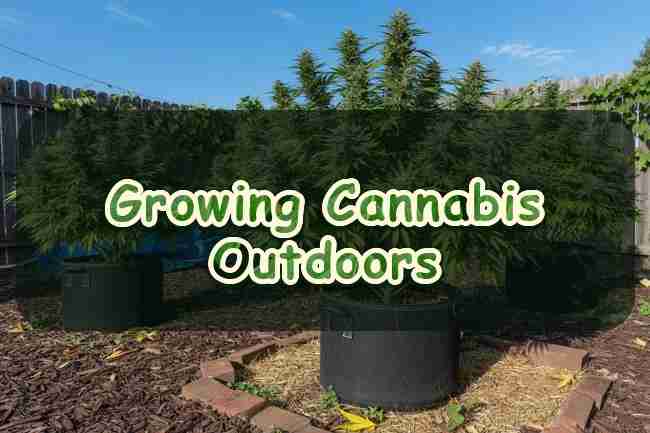 Growing Cannabis Outdoors