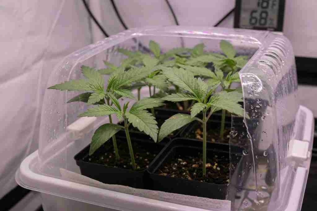 Two-week-old cannabis seedlings under a gentle indoor LED