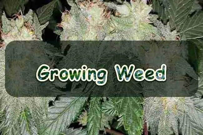 Growing Weed