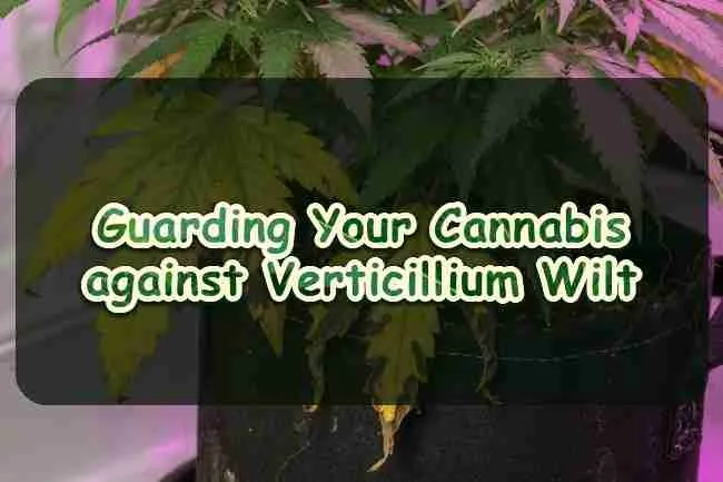 Guarding Your Cannabis against Verticillium Wilt
